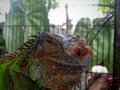 A green iguana in a cage Royalty Free Stock Photo