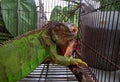 A green iguana in a cage Royalty Free Stock Photo