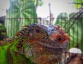 A green iguana in a cage Royalty Free Stock Photo