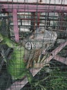 a green iguana in a cage at the zoo