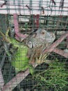 a green iguana in a cage at the zoo