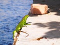 Green iguana