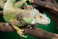 Green iguana clambers on branches Royalty Free Stock Photo