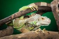 Green iguana clambers on branches Royalty Free Stock Photo