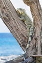 Green iguana climbing in tree at coast