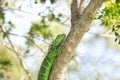 Green Iguana Climbs a Tree