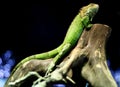 Green iguana with close eye, sleeping, Royalty Free Stock Photo