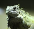 Green iguana close Royalty Free Stock Photo