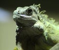 Green iguana close Royalty Free Stock Photo