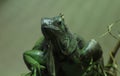 Green iguana close Royalty Free Stock Photo