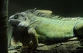 Green iguana close Royalty Free Stock Photo