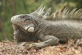 green iguana close-up Royalty Free Stock Photo