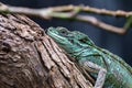 A Green Iguana close up Iguana iguana sits motionless along a tree branch in the rainforest.