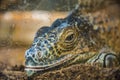 Green iguana close-up lies in the zoo. Royalty Free Stock Photo