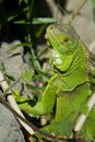 Green Iguana Royalty Free Stock Photo