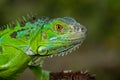 Green Iguana close up photo Royalty Free Stock Photo