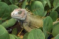 Green iguana closeup in native habitat Royalty Free Stock Photo