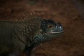 Green Iguana closeup shot. Also known as American Iguana. Royalty Free Stock Photo