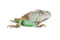 Green Iguana Closeup on White Royalty Free Stock Photo