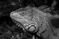 Green iguana or Common iguana / black and white photography Royalty Free Stock Photo