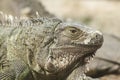 Green iguana or Common iguana / Is a species of iguana native to Central and South America Royalty Free Stock Photo