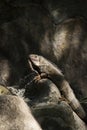 Green iguana or Common iguana / Is a species of iguana native to Central and South America Royalty Free Stock Photo