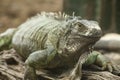 Green iguana or Common iguana / Is a species of iguana native to Central and South America Royalty Free Stock Photo