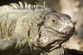 Green iguana or Common iguana / Is a species of iguana native to Central and South America Royalty Free Stock Photo