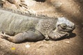 Green iguana or Common iguana / Is a species of iguana native to Central and South America Royalty Free Stock Photo