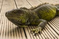 Green iguana or Common iguana / Is a species of iguana native to Central and South America Royalty Free Stock Photo