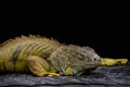 Green iguana or Common iguana / Is a species of iguana native to Central and South America Royalty Free Stock Photo