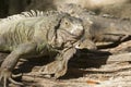 Green iguana or Common iguana / Is a species of iguana native to Central and South America Royalty Free Stock Photo