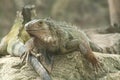 Green iguana or Common iguana / Is a species of iguana native to Central and South America Royalty Free Stock Photo