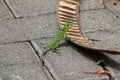 Green Iguana in Costa Rica Royalty Free Stock Photo