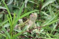 Green Iguana in Costa Rica Royalty Free Stock Photo