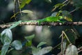 Green Iguana crawling in a tree in the dense jungle.