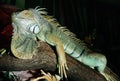 Green Iguana with Dewlap and Spines