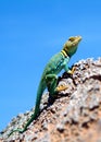 Green iguana in Dinosaur Park