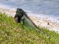 Green Iguana Displaying Neck Dewlap by Lake Royalty Free Stock Photo