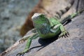 Green Iguana Doing Push Ups on a Rock Royalty Free Stock Photo