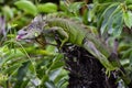 Green Iguana eating leaves from a tree branch. Royalty Free Stock Photo