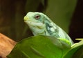 Green iguana Royalty Free Stock Photo