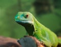 Green iguana Royalty Free Stock Photo