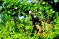 Green iguana in Florida park Royalty Free Stock Photo
