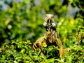 Green iguana, Florida park Royalty Free Stock Photo