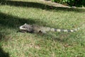 Green Iguana in the Grass