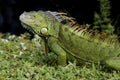 Green Iguana on Grass
