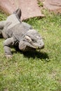 Green iguana Royalty Free Stock Photo