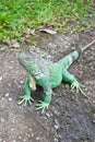 Green Iguana on ground Royalty Free Stock Photo
