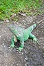 Green Iguana on ground